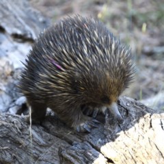 Tachyglossus aculeatus at Forde, ACT - 8 Dec 2020