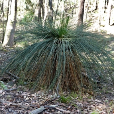 Xanthorrhoea sp. (Grass Tree) at Yass River, NSW - 11 Dec 2020 by SenexRugosus