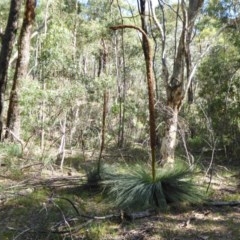 Xanthorrhoea glauca subsp. angustifolia at Yass River, NSW - suppressed