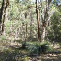 Xanthorrhoea sp. at Yass River, NSW - 11 Dec 2020