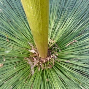 Xanthorrhoea glauca subsp. angustifolia at Yass River, NSW - suppressed