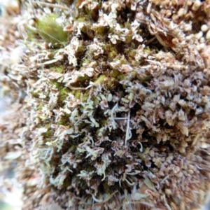 Xanthorrhoea glauca subsp. angustifolia at Yass River, NSW - suppressed