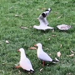 Chroicocephalus novaehollandiae (Silver Gull) at Lake Burley Griffin West - 3 Dec 2020 by KMcCue