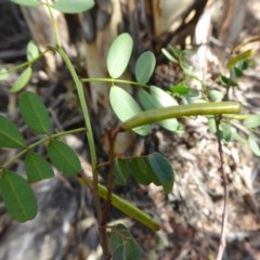 Indigofera australis subsp. australis (Australian Indigo) at Yass River, NSW - 11 Dec 2020 by SenexRugosus