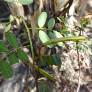 Indigofera australis subsp. australis at Yass River, NSW - 11 Dec 2020 03:40 PM