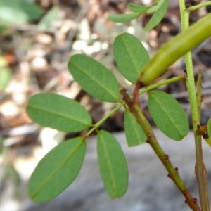 Indigofera australis subsp. australis at Yass River, NSW - 11 Dec 2020