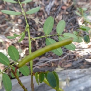 Indigofera australis subsp. australis at Yass River, NSW - 11 Dec 2020