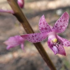 Dipodium roseum (Rosy Hyacinth Orchid) at Yass River, NSW - 16 Dec 2020 by SenexRugosus