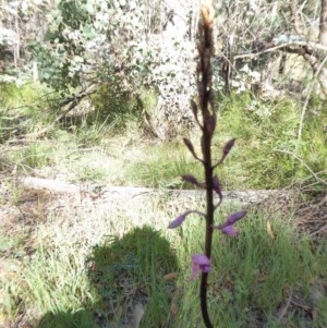 Dipodium roseum at Yass River, NSW - suppressed