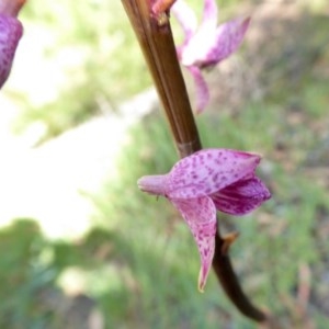 Dipodium roseum at Yass River, NSW - suppressed