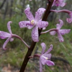 Dipodium roseum at Yass River, NSW - suppressed