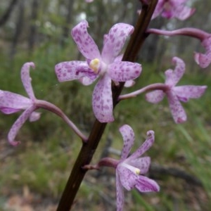 Dipodium roseum at Yass River, NSW - suppressed