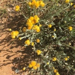 Chrysocephalum apiculatum (Common Everlasting) at Turner, ACT - 11 Dec 2020 by Tapirlord