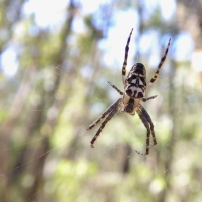 Plebs bradleyi (Enamelled spider) at Rugosa - 11 Dec 2020 by SenexRugosus