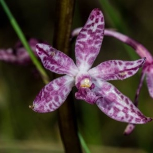 Dipodium punctatum at Conder, ACT - 11 Dec 2020