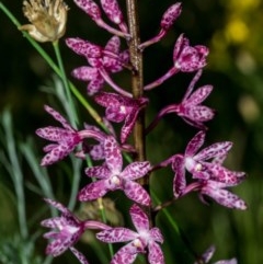 Dipodium punctatum at Conder, ACT - suppressed