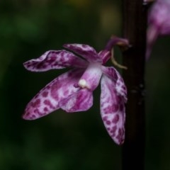 Dipodium punctatum at Conder, ACT - suppressed