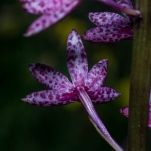 Dipodium punctatum at Conder, ACT - 11 Dec 2020