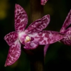 Dipodium punctatum at Conder, ACT - 11 Dec 2020