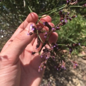 Verbena incompta at Acton, ACT - 11 Dec 2020