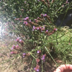 Verbena incompta at Acton, ACT - 11 Dec 2020