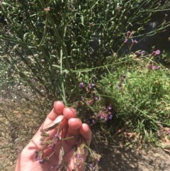 Verbena incompta at Acton, ACT - 11 Dec 2020