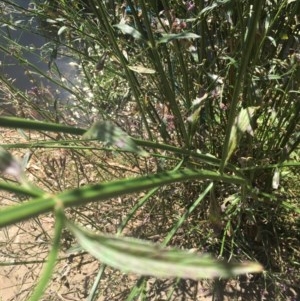 Verbena incompta at Acton, ACT - 11 Dec 2020