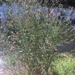 Verbena incompta at Acton, ACT - 11 Dec 2020