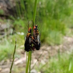 Yoyetta serrata at Tennent, ACT - 9 Dec 2020 11:16 AM