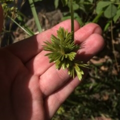 Cyperus eragrostis (Umbrella Sedge) at Australian National University - 11 Dec 2020 by Tapirlord