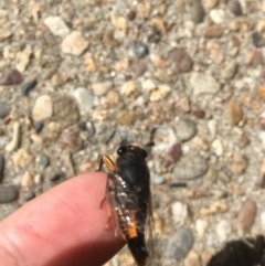 Yoyetta robertsonae (Clicking Ambertail) at Sullivans Creek, Acton - 11 Dec 2020 by Tapirlord