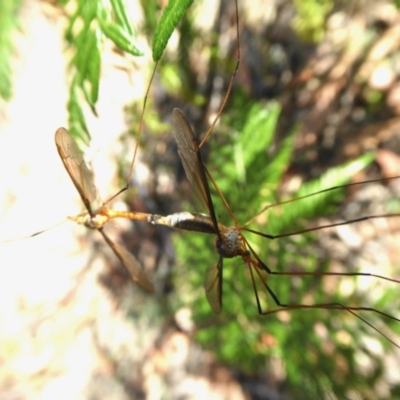Leptotarsus (Leptotarsus) sp.(genus) (A Crane Fly) at Yass River, NSW - 11 Dec 2020 by SenexRugosus