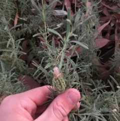 Lavandula stoechas (Spanish Lavender or Topped Lavender) at Red Hill to Yarralumla Creek - 11 Dec 2020 by Tapirlord