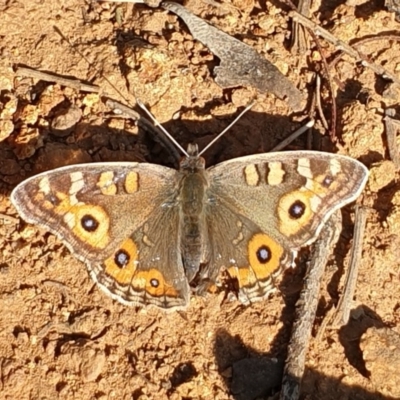 Junonia villida (Meadow Argus) at Cook, ACT - 3 Sep 2020 by drakes