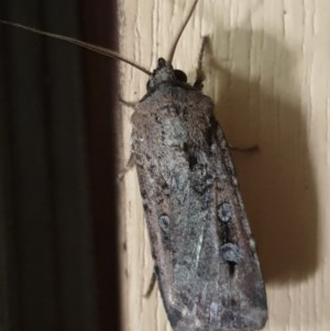 Agrotis infusa at Cook, ACT - 8 Dec 2020