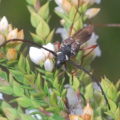 Hesthesis montana (A wasp mimic longhorn beetle) at Paddys River, ACT - 10 Dec 2020 by Harrisi