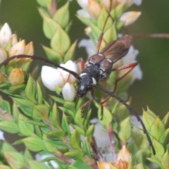 Hesthesis montana (A wasp mimic longhorn beetle) at Paddys River, ACT - 9 Dec 2020 by Harrisi