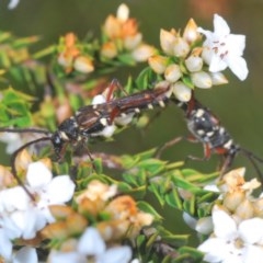 Hesthesis montana at Paddys River, ACT - 10 Dec 2020