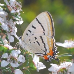 Jalmenus evagoras (Imperial Hairstreak) at Paddys River, ACT - 9 Dec 2020 by Harrisi