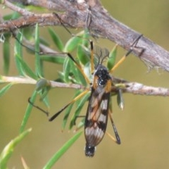 Gynoplistia sp. (genus) (Crane fly) at Paddys River, ACT - 9 Dec 2020 by Harrisi