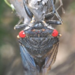 Psaltoda moerens (Redeye cicada) at Paddys River, ACT - 10 Dec 2020 by Harrisi