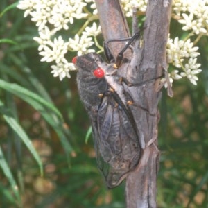 Psaltoda moerens at Paddys River, ACT - 10 Dec 2020