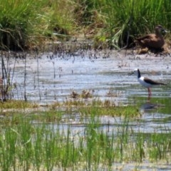 Himantopus leucocephalus at Fyshwick, ACT - 11 Dec 2020