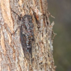 Pauropsalta mneme (Alarm Clock Squawker) at Paddys River, ACT - 10 Dec 2020 by Harrisi