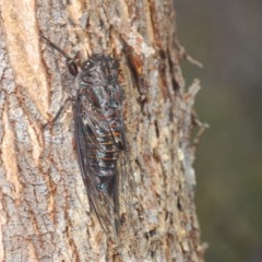 Pauropsalta mneme (Alarm Clock Squawker) at Paddys River, ACT - 9 Dec 2020 by Harrisi