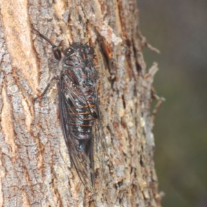 Pauropsalta mneme at Paddys River, ACT - 10 Dec 2020