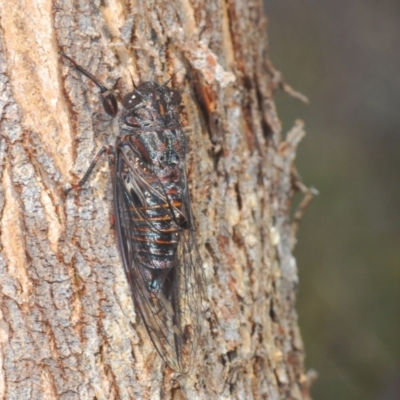 Pauropsalta mneme (Alarm Clock Squawker) at Paddys River, ACT - 10 Dec 2020 by Harrisi
