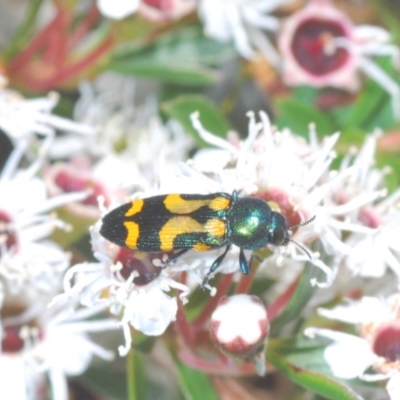 Castiarina flavopicta (Flavopicta jewel beetle) at Tidbinbilla Nature Reserve - 10 Dec 2020 by Harrisi