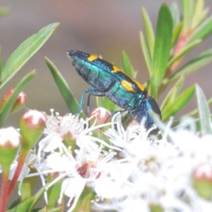 Castiarina flavopicta at Paddys River, ACT - 10 Dec 2020 12:17 PM