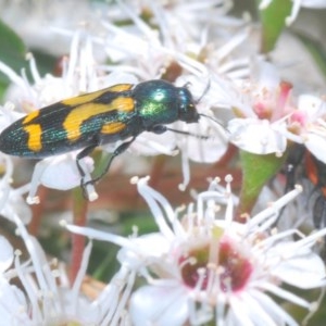 Castiarina flavopicta at Paddys River, ACT - 10 Dec 2020 12:17 PM